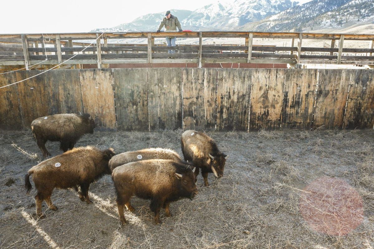 25 bison to be sent to Corwin Springs; slaughter to resume