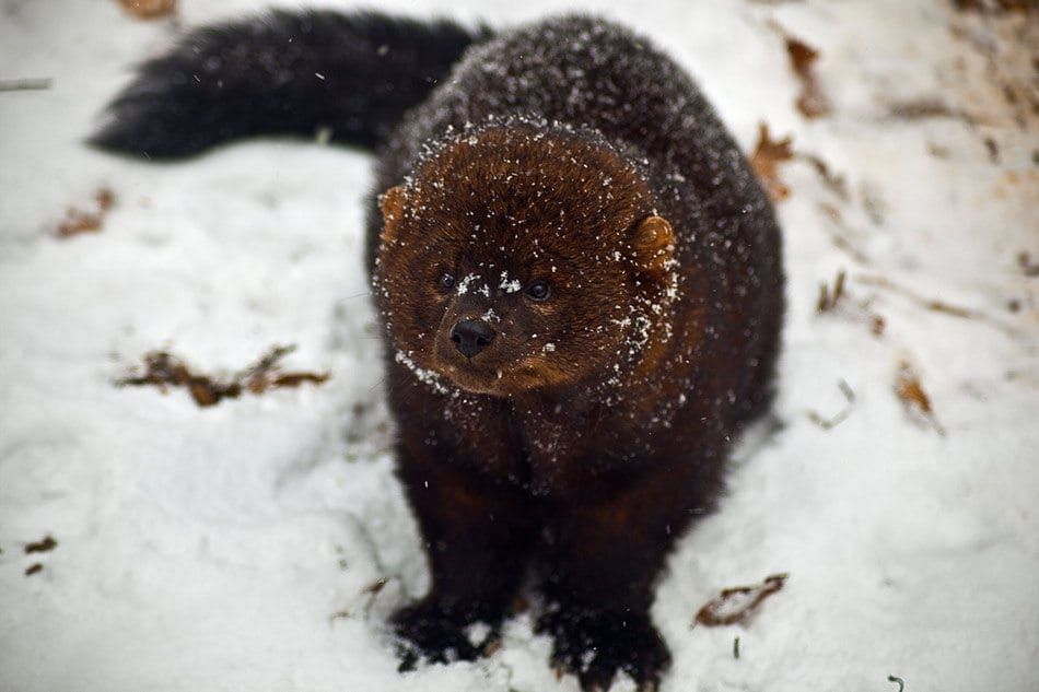 Conservation Groups Challenge Timber sale in the Swan Valley to protect big game and fisher habitat