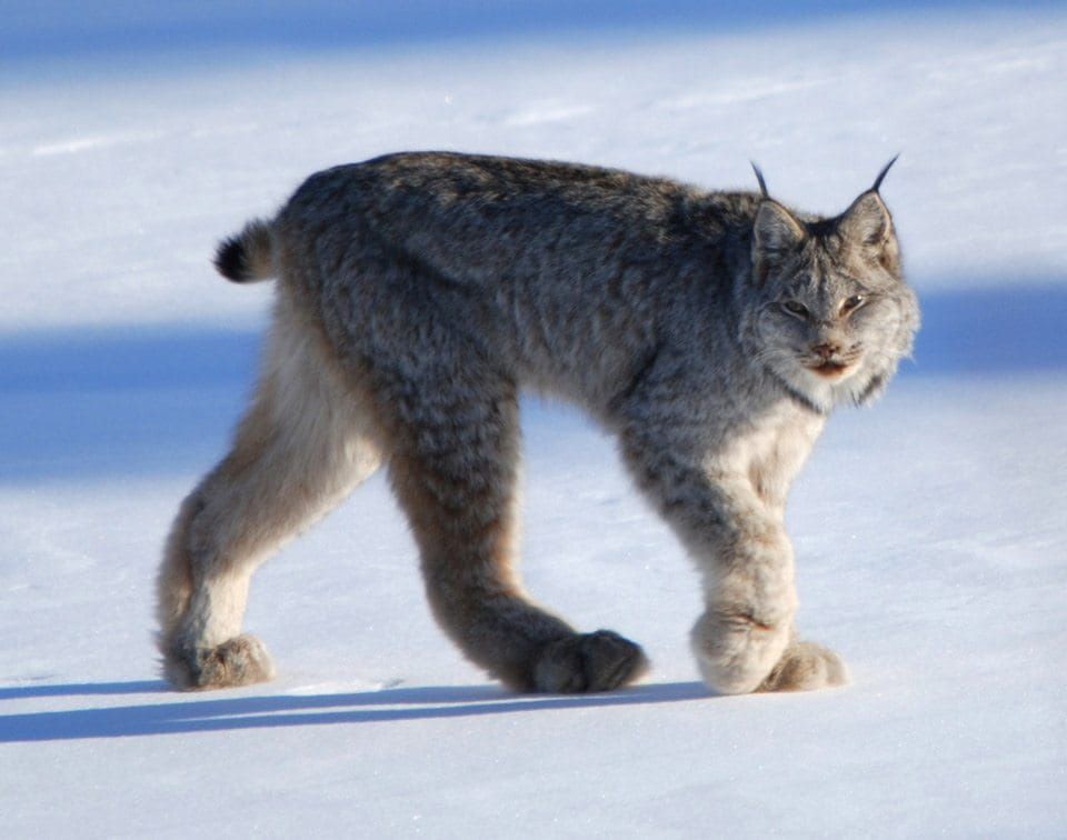 Judge Blocks Montana Logging Project in Canada Lynx Habitat