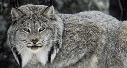 A Victory for the Lynx