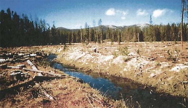 Conservation groups sue Forest Service over secret clearcut on Beaverhead-Deerlodge National Forest