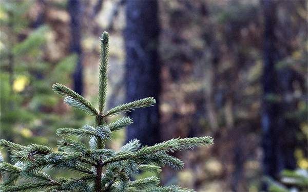 Nature Conservancy Ends Logging on Swan Valley 'Legacy Lands'