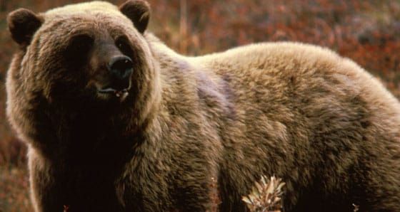 Cabinet-Yaak Grizzly on the Ropes