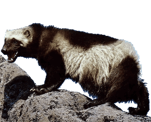 Wolverine Trapping Challenged