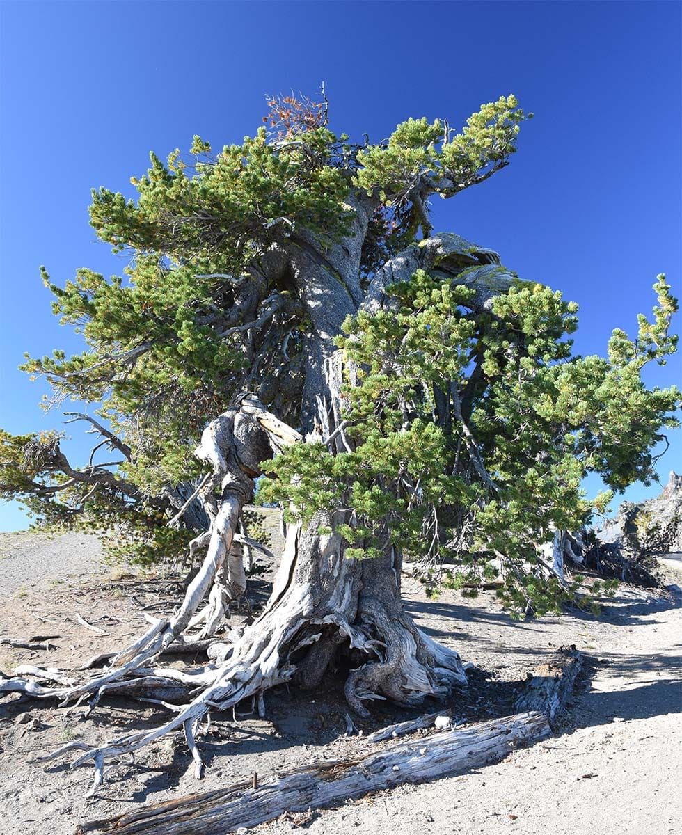 Forest Service Withdraws Cooke City Deforestation Project on Border of Yellowstone National Park After Being Sued by Conservation Groups