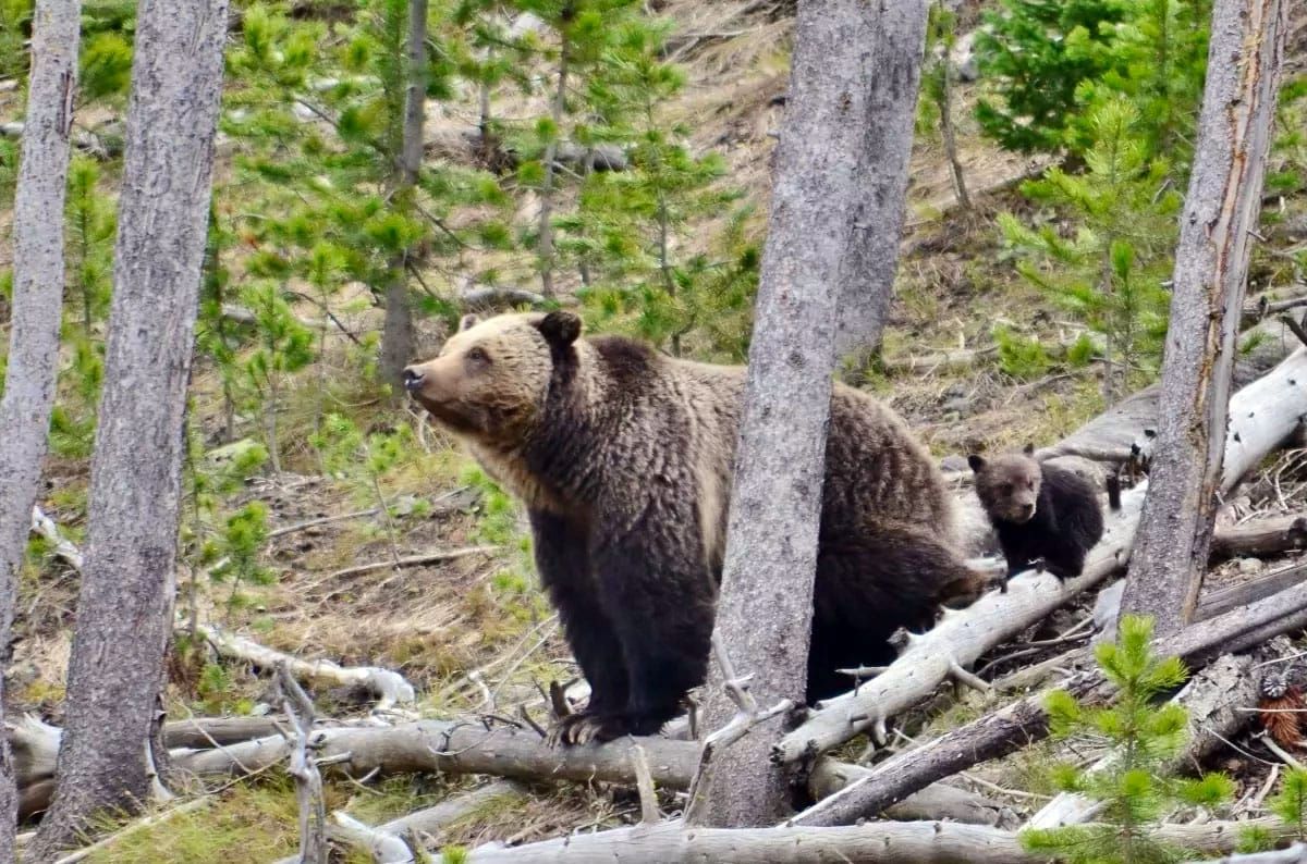 Lawsuits protect grizzly bears in NW Montana