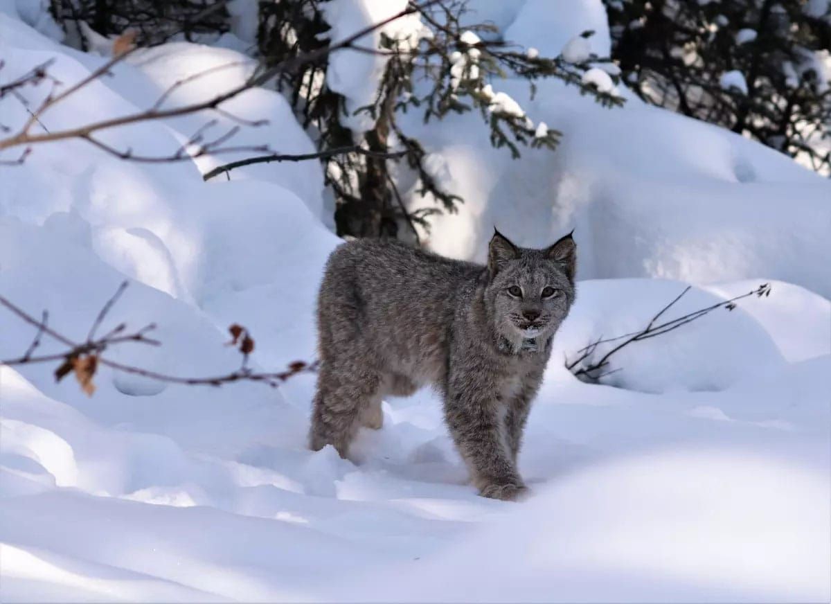 Conservationists sue the Forest Service to stop Cooke City deforestation project on the border of Yellowstone National Park