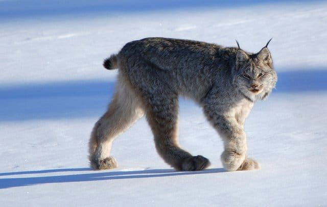 Alliance challenges removal of wildlife protections on 1.1 million acres of public land in Montana