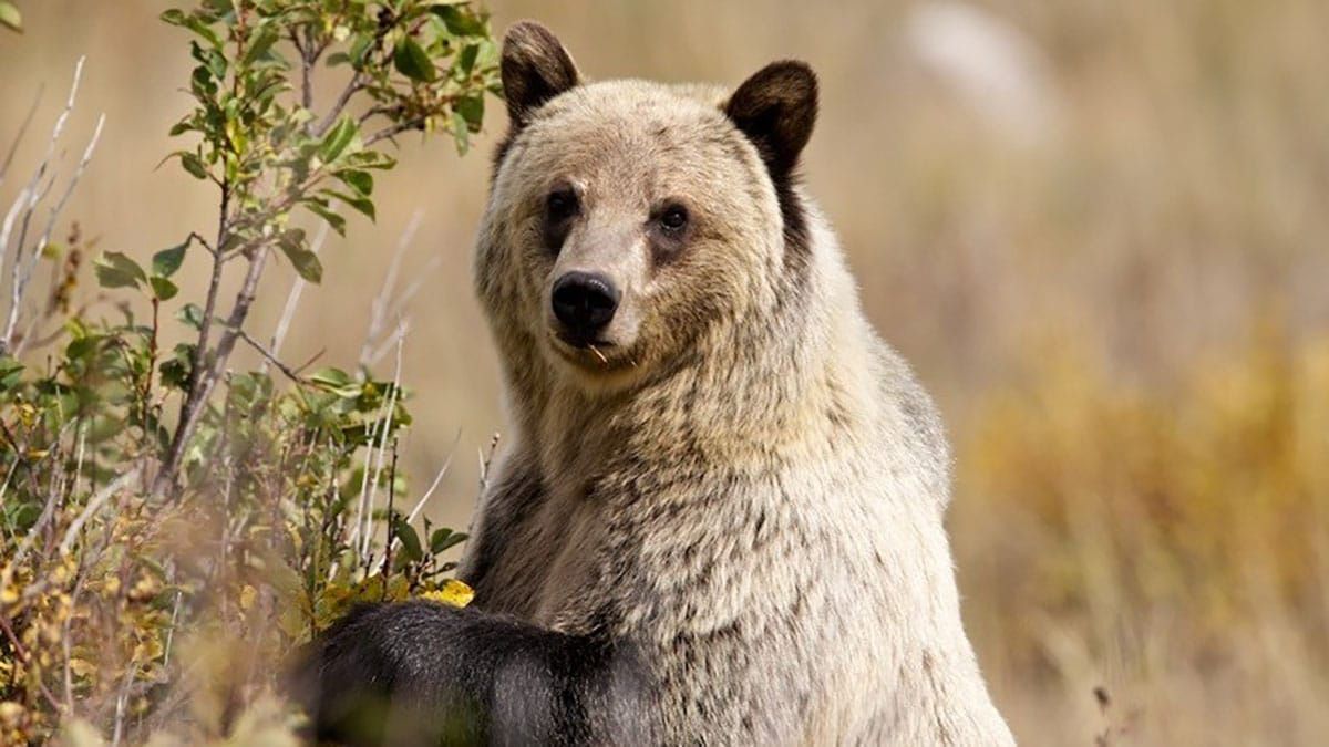 Alliance for the Wild Rockies and local residents score another win in the fight for old growth and grizzlies in Northern Idaho