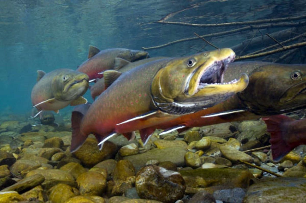 Forest Service Logging and Burning Will Cook Bull Trout to Extinction in the Jarbidge River