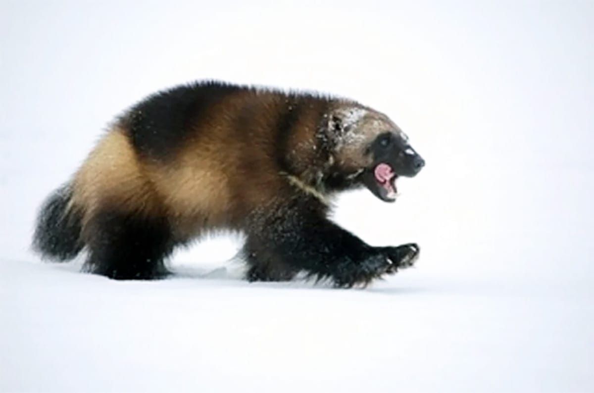 Wolverines can't wait: Government must designate Critical Habitat to stave off extinction