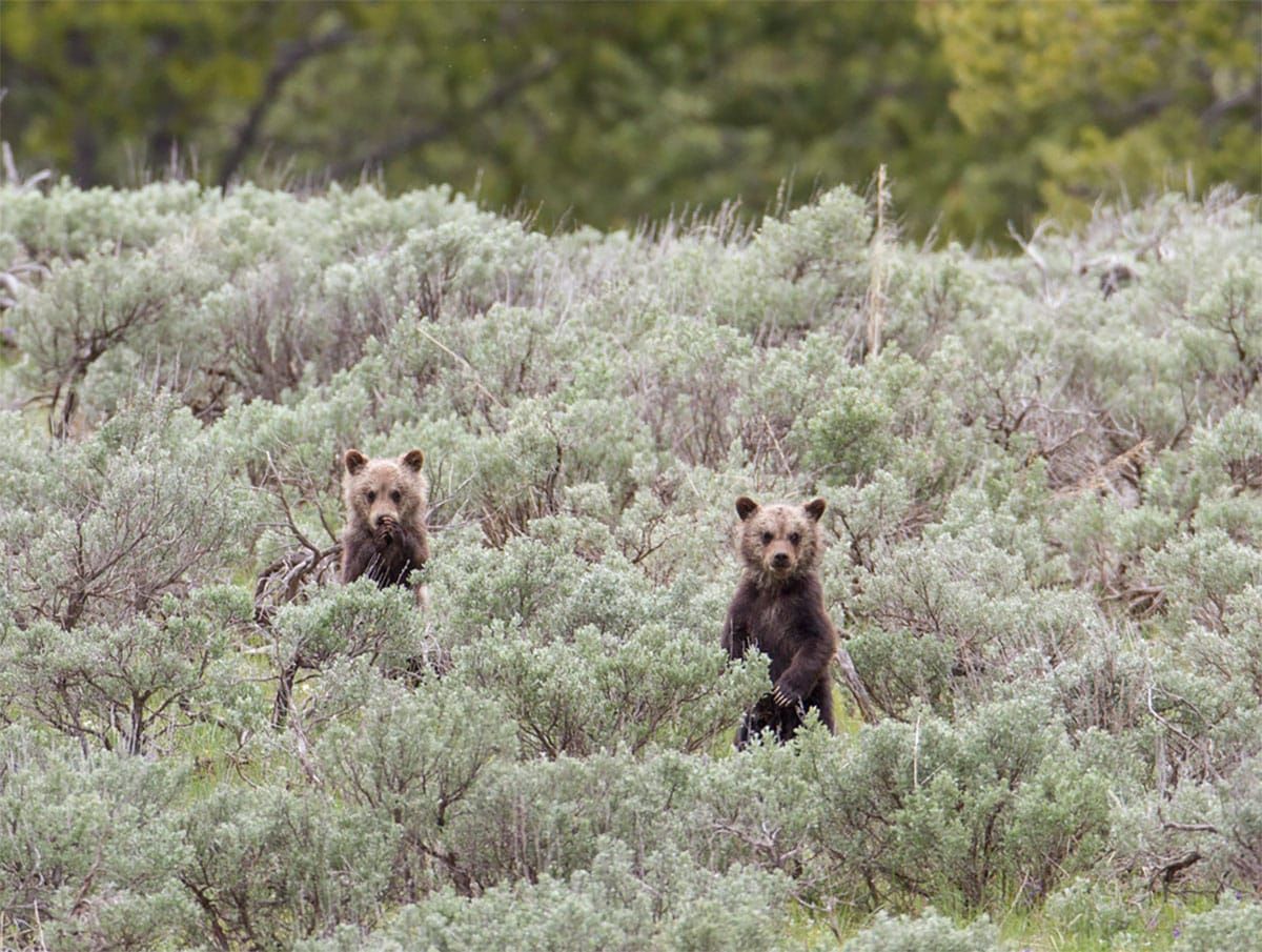 Alliance for the Wild Rockies stop illegal logging next to Yellowstone National Park