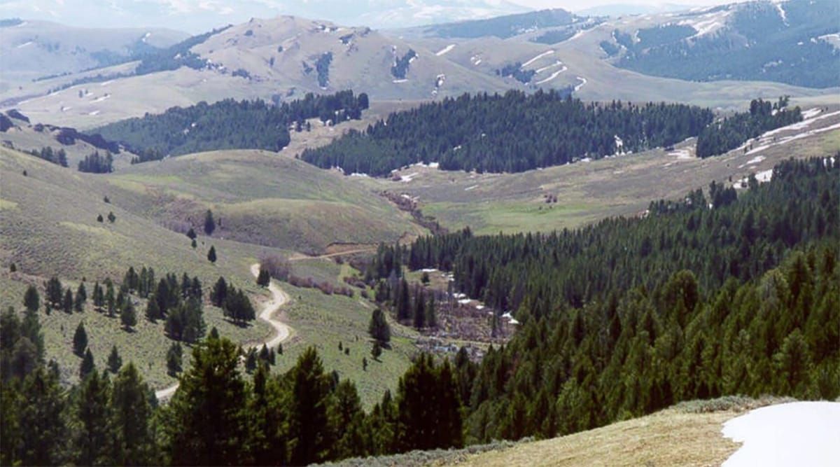 Alliance files lawsuit to protect grizzlies, lynx, and sage grouse on the Continental Divide