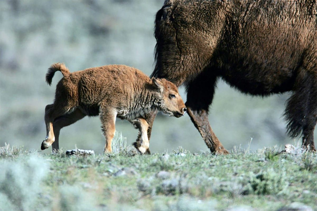 Elk, not wild bison, have transmitted brucellosis to Montana cattle in every case