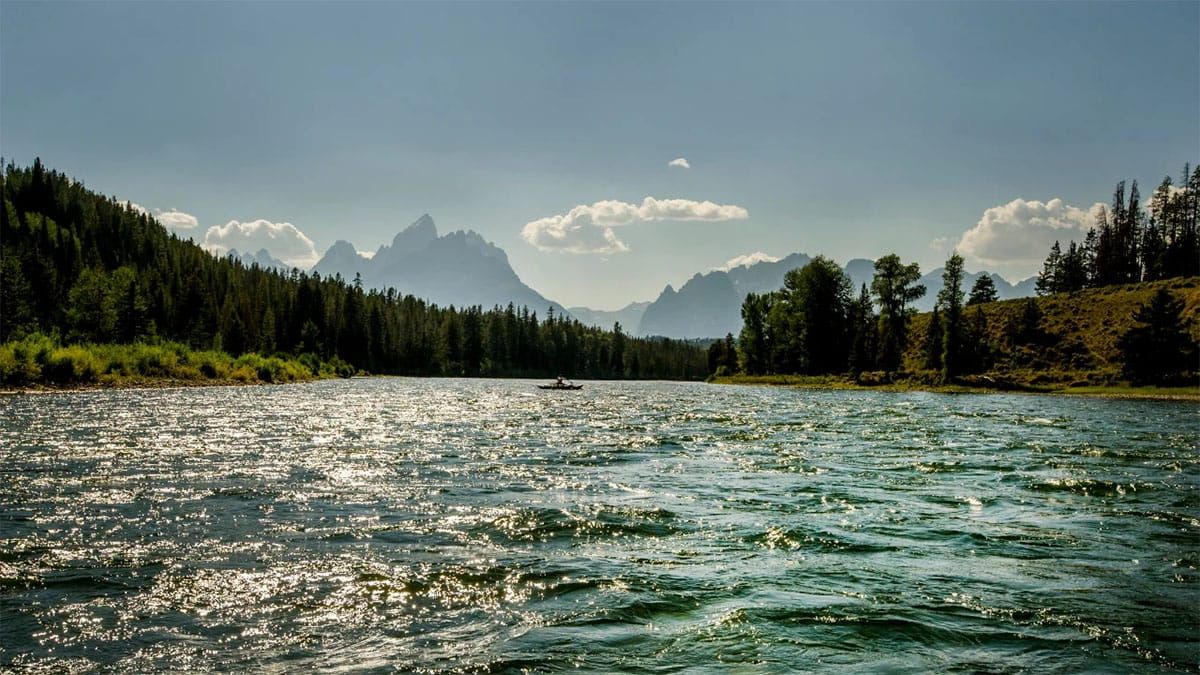 Alliance Court Victory Protects Grizzly Bears From Expanded Cattle Grazing in Paradise Valley