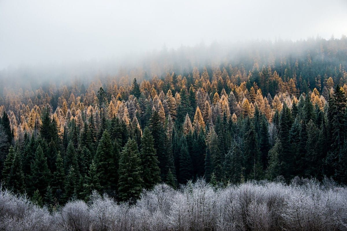 Alliance for the Wild Rockies Stops the Chop in the Colville National Forest