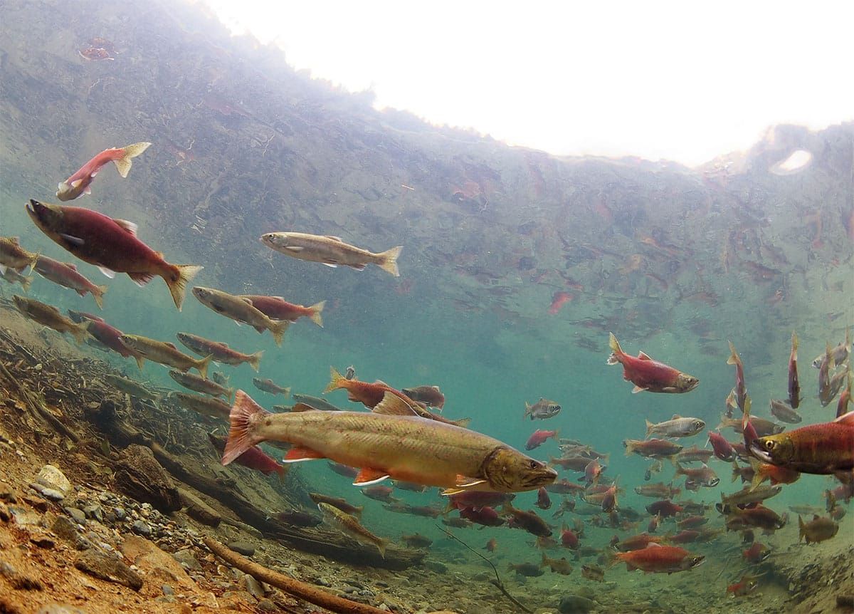Alliance for the Wild Rockies files lawsuit to stop massive clearcutting project in bull trout critical habitat watershed