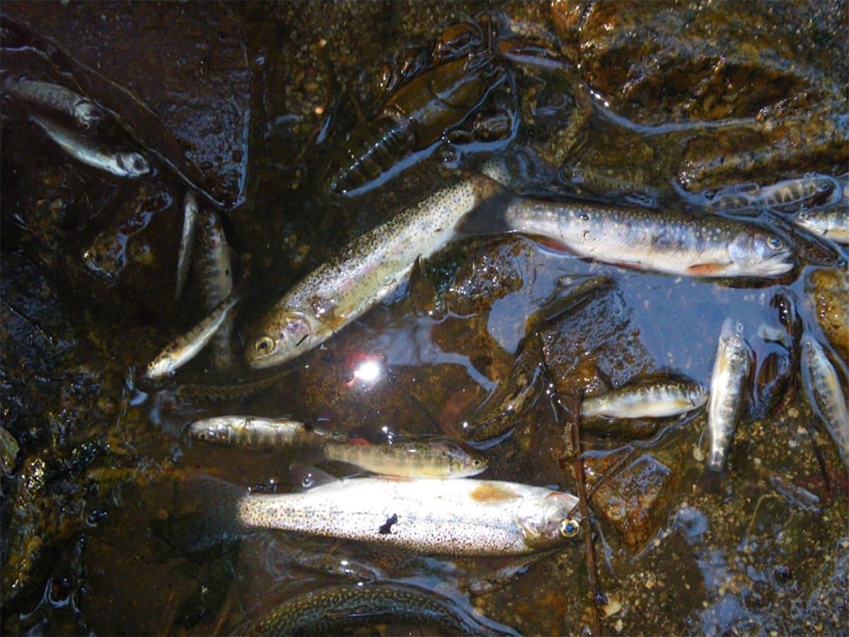 The State of Montana is Failing to Protect the Public's Water and Fish