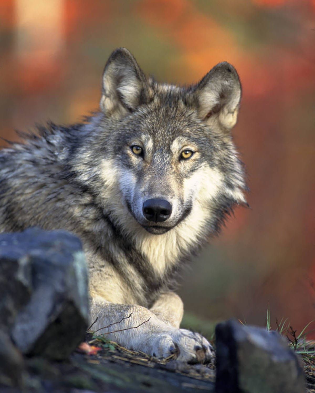 Wolves can't go to court, so we went for them and won