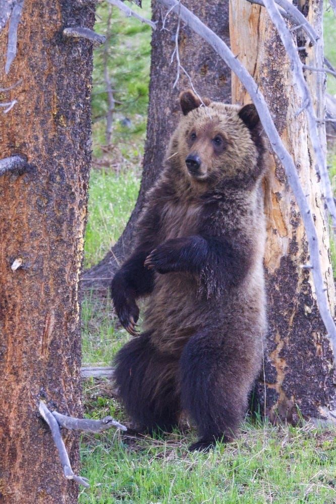 Alliance for the Wild Rockies Forces Forest Service to Drop Plan to Log & Burn Grizzly Habitat in Montana's Bitterroot Mountains