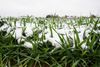 Save the date for Winter Crops School December 16-18