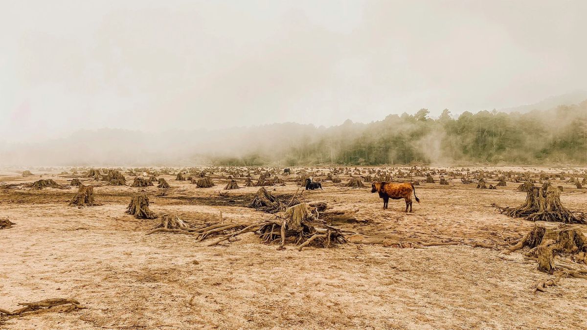 The Tragedy of the Commons