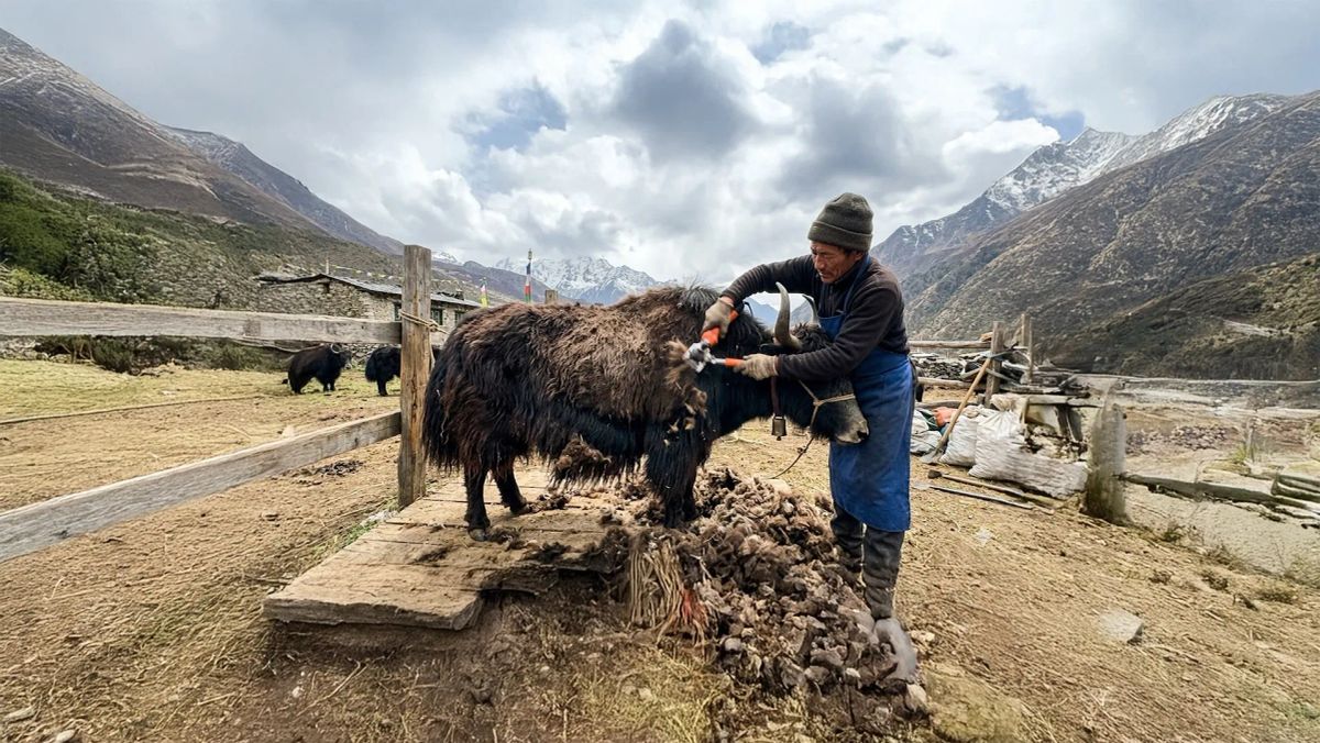 Yak Shaving