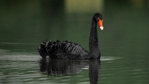Black Swan Event