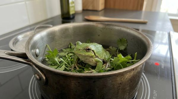 Boiling The Frog