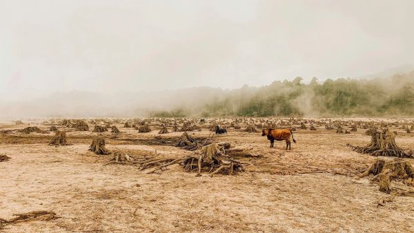 The Tragedy of the Commons