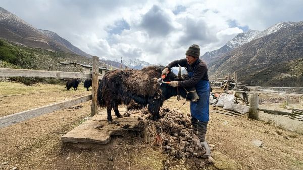 Yak Shaving