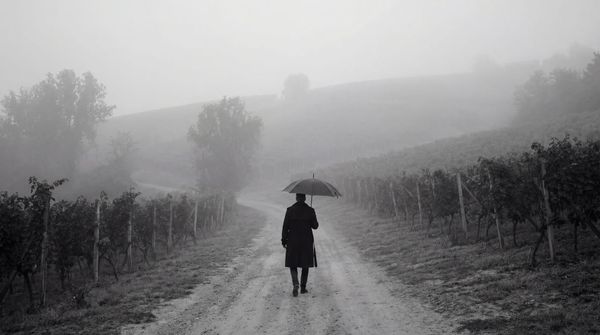 A Bloodline in the Mist