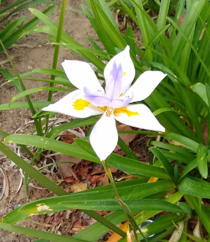 Holy Week Videos for Family Worship