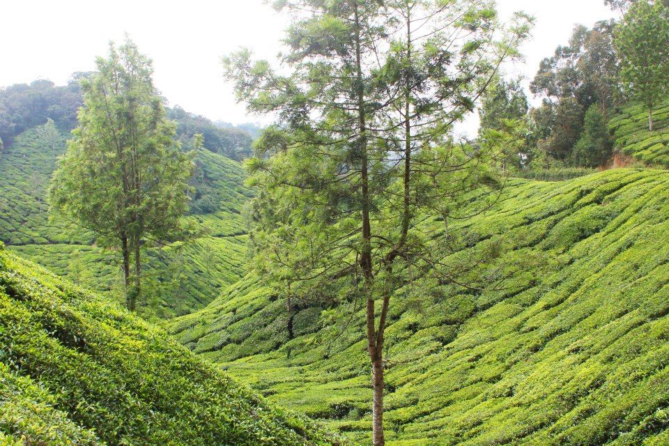 A Weekend in Munnar