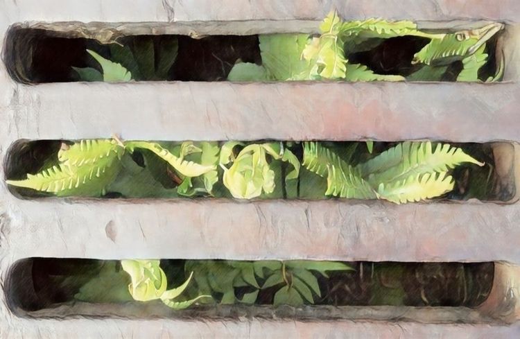 Un helecho brota en una alcantarilla. A fern sprouts in a sewer.