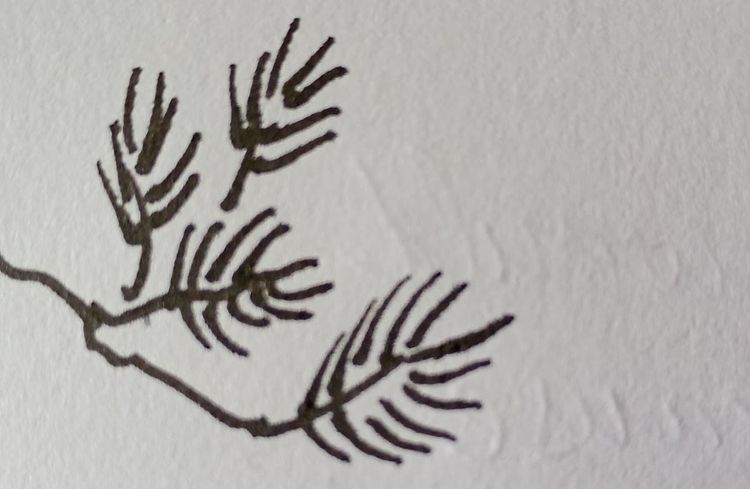 arbol - tree