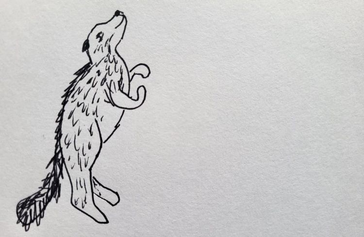 Perro mapache se mantiene en patas traseras. Raccoon dog stands on its hind legs.