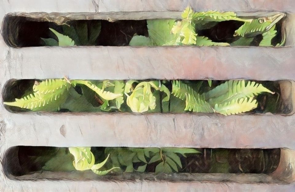 Un helecho brota en una alcantarilla. A fern sprouts in a sewer.