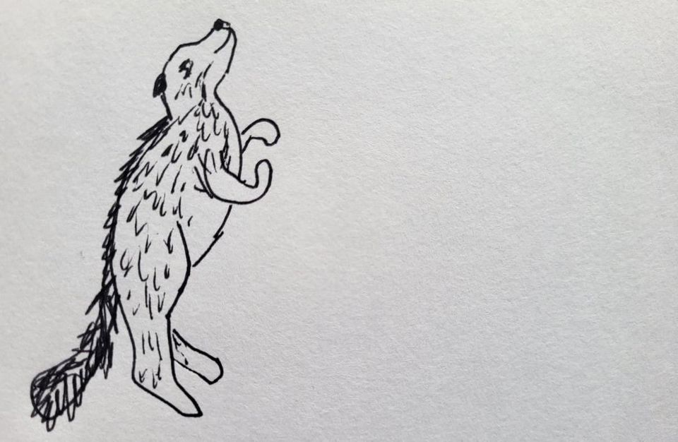 Perro mapache se mantiene en patas traseras. Raccoon dog stands on its hind legs.