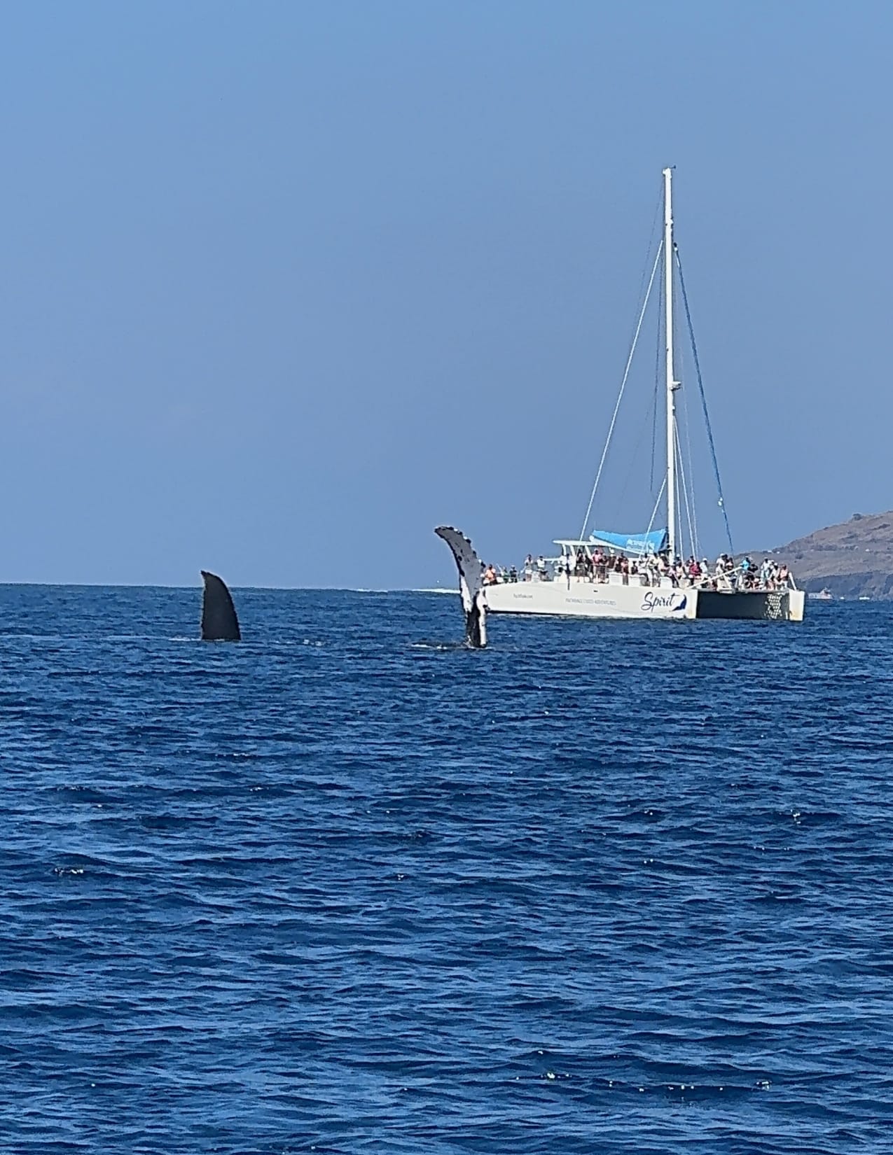 Fin and tail from a friendly humpback whale above water greeting a boat in Maui, Hawaii
