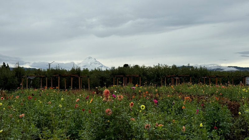 Wildjoy's Ultimate Guide to Exploring the Oregon Coast