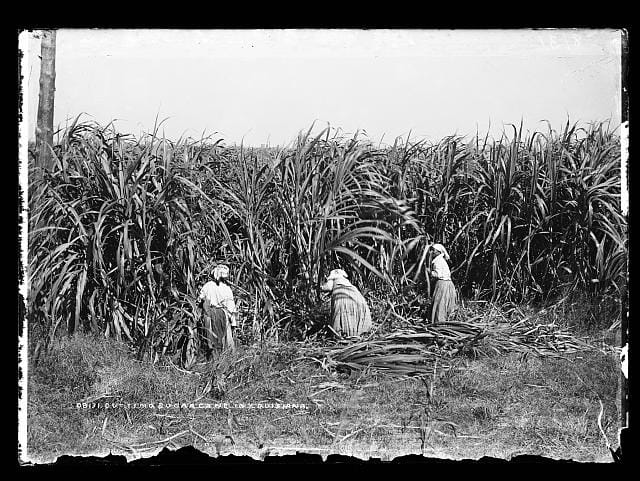 Louisiana, sugar cane field, enslaved or freed Black women cutting cane circa 1880-87
