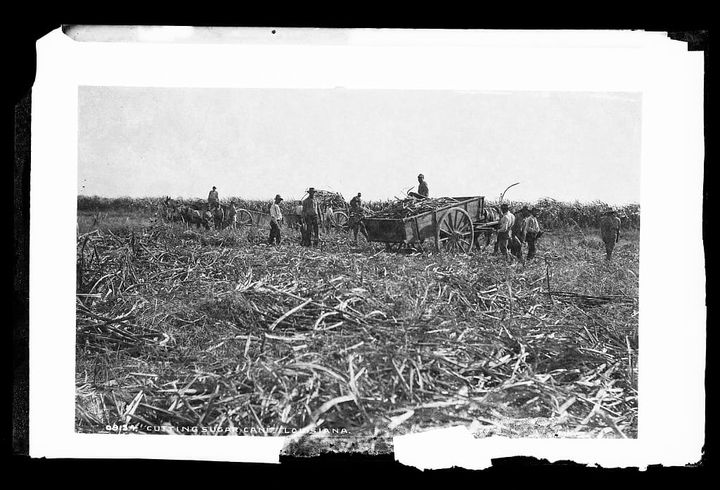 The hell of the cane fields in LA, circa 1880-87, Credit: Library of Congress