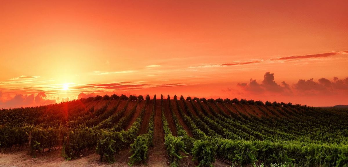 Treasury Wine Estates Advances Climate Resilience and Sustainable Wine Strategy in 2025 Sustainability Report