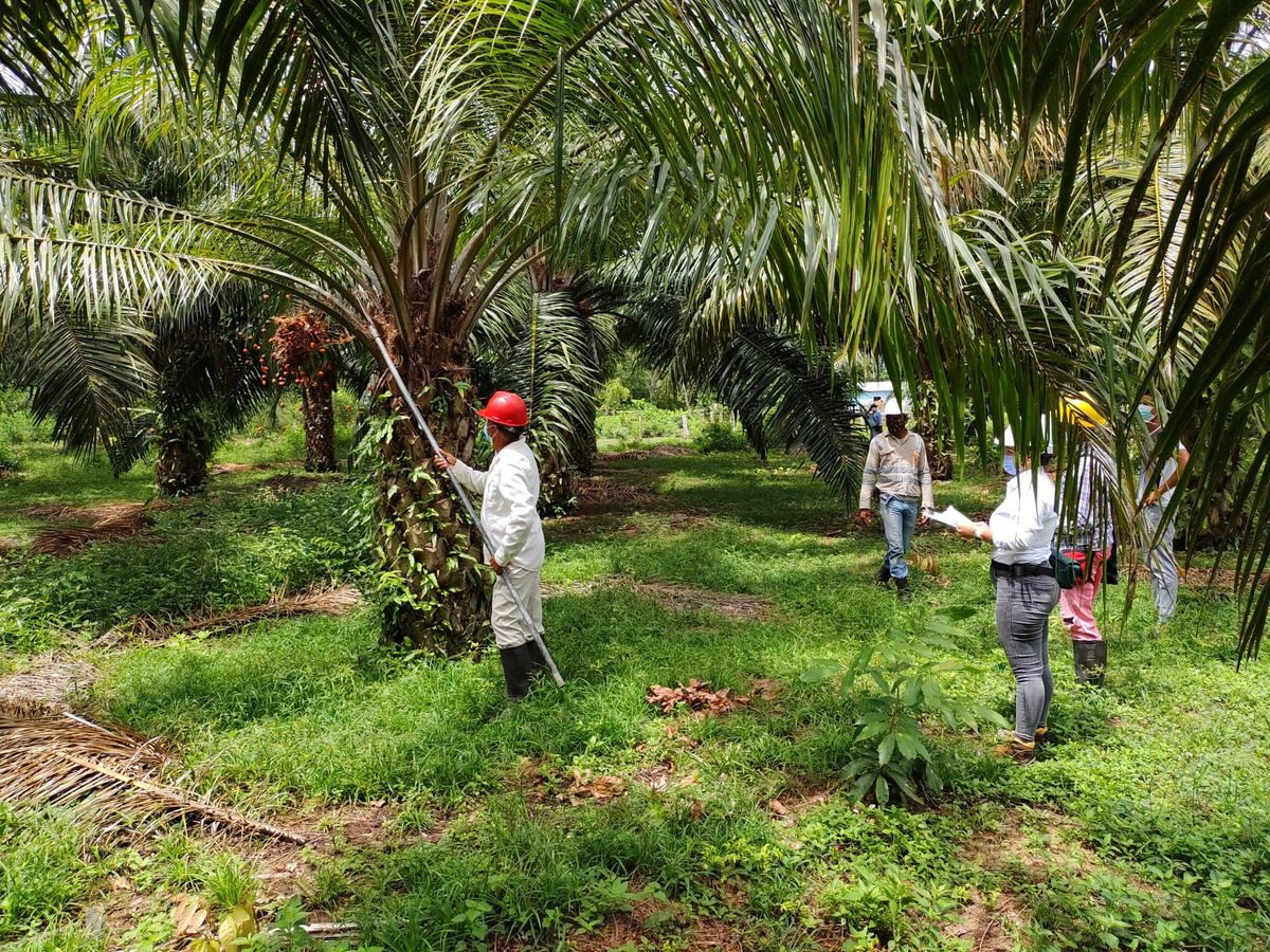 Malaysia's SD Guthrie Signals a More Mature ESG Strategy Through ISSB Reporting, Climate Governance and Landscape-Level Sustainability Commitments