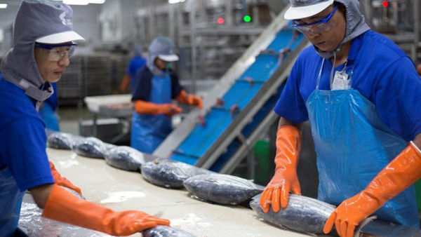 Embedding Sustainability into Seafood Value Chains: A Strategic Analysis of Thai Union 2024