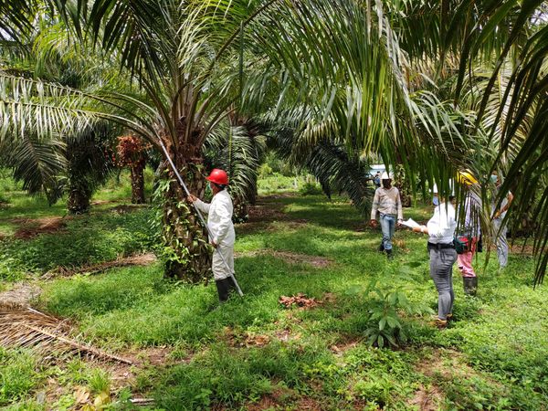 Malaysia's SD Guthrie Signals a More Mature ESG Strategy Through ISSB Reporting, Climate Governance and Landscape-Level Sustainability Commitments