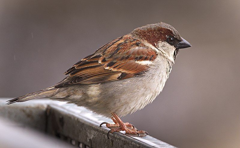 Pichuka eats Ugadi Pachadi