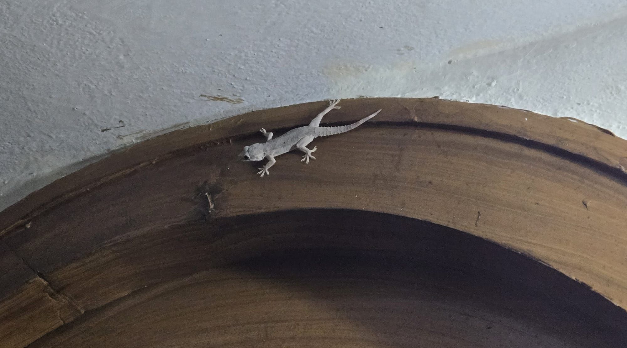 Veranda Tales-Do lizards have crystal balls?
