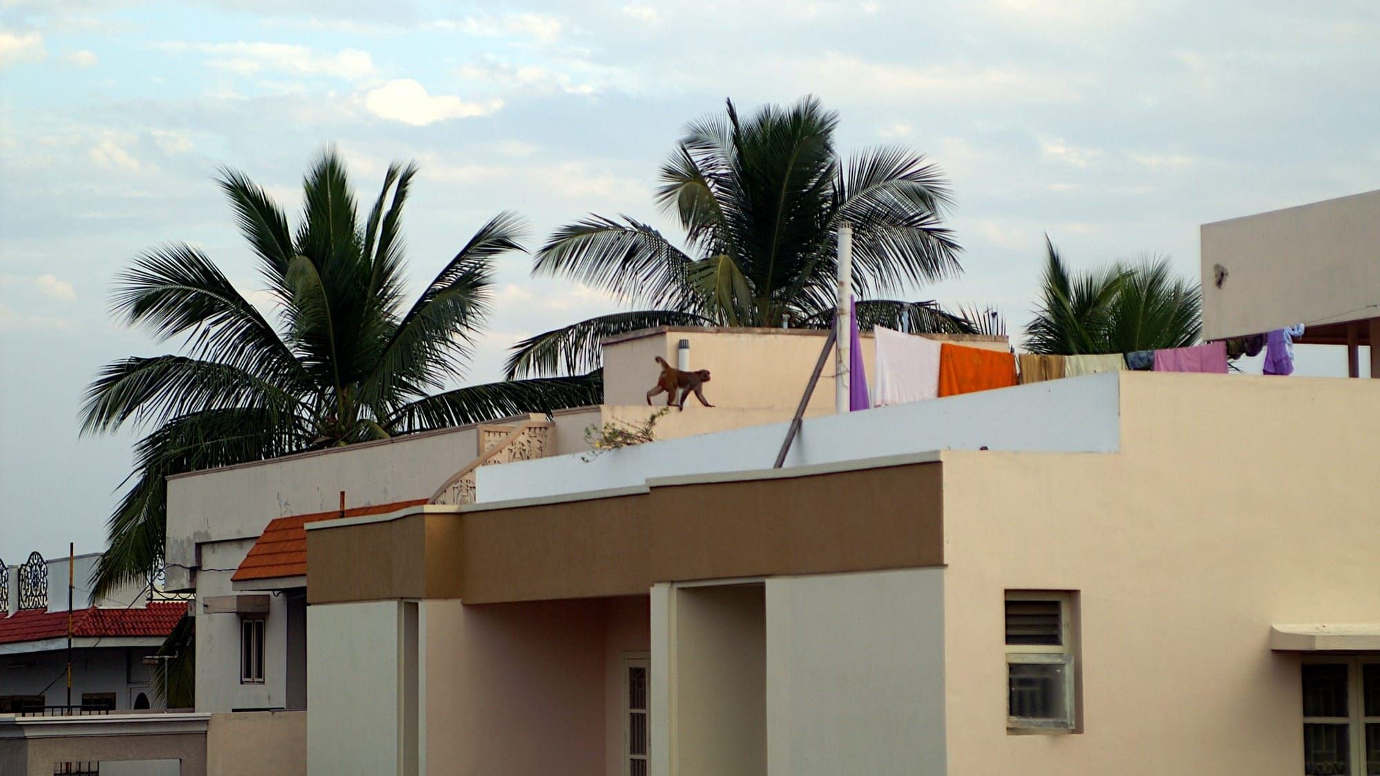 Alpha male monkey triumphs over Nani mama